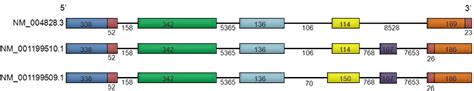 NCR2 natural cytotoxicity triggering receptor 2 [ (human)].